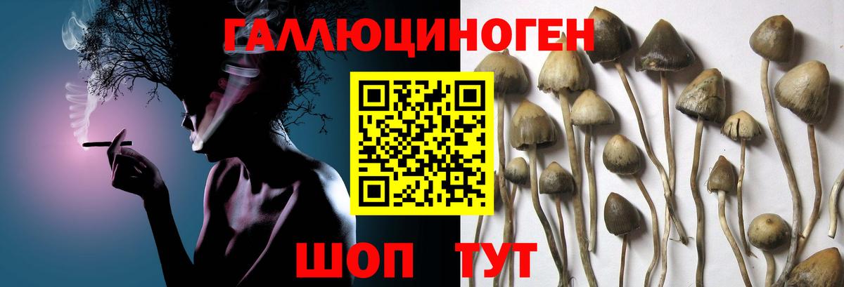 Псилоцибиновые грибы Psilocybe  Вход с VPN  Псков 